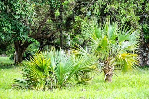Chusan or Windmill palm growing i tropical forest