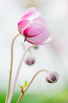 Pale pink flower Japanese anemone, close-up