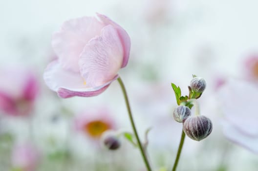 Pale pink flower Japanese anemone, close-up