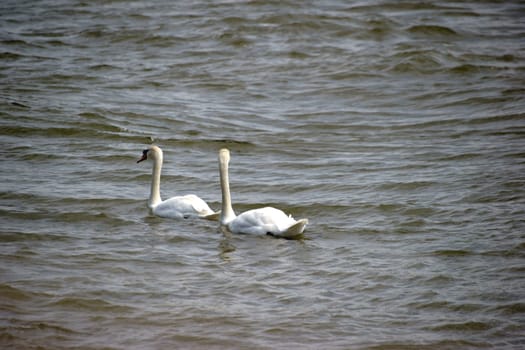 A pair of swans swim between the rocking waves of a river.