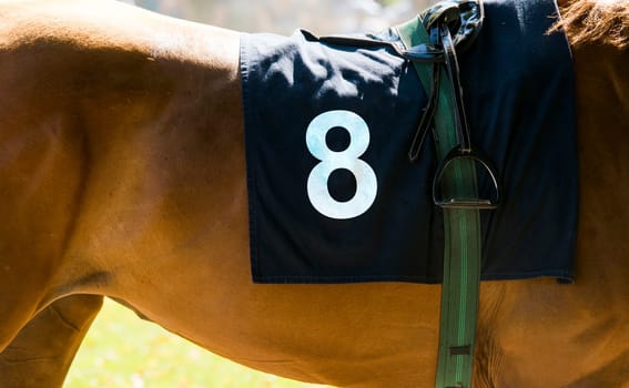 horse racing,close up on brown horse with number 8