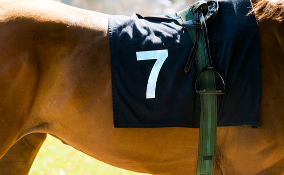 horse racing,close up on a brown horse with number 7