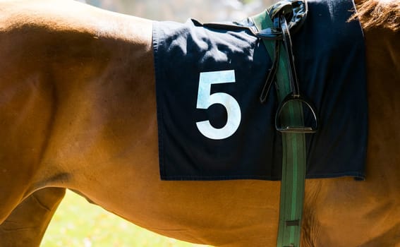 horse racing,close up on brown horse with number 5