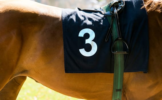 horse racing,close up on brown horse with number 3