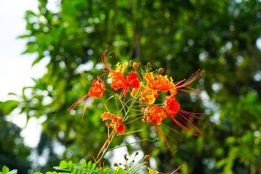 Flame tree, Peacok flower growing in cuba