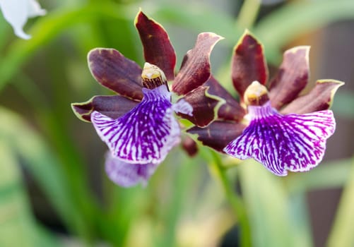 one beutiful blue orchid of the family Zygopetealum picture from Gothenburg