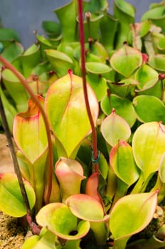 Heliamphora minor from the family Heliamphora a beutiful plant who catch insects