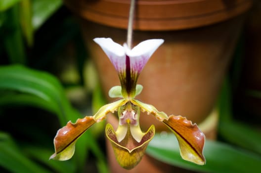 one beutiful flower a orchid from the family Paphiopedilum