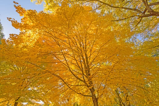 Underneath a Maple with Yellow Leaves in the Fall in Backbone State Park in Iowa