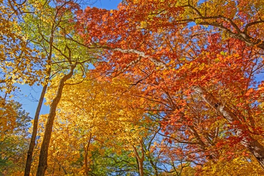 Looking up into Fall Colors in Backbone State Park in Iowa