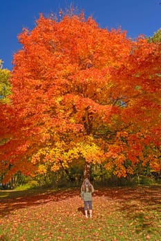 Looking at a Sugar Maple in Fall Colors in Backbone State Park in Iowa