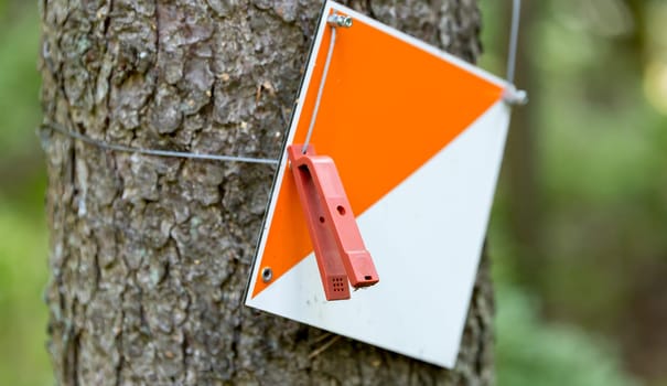 Orienteering Control Point on tree stem.