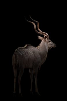 greater kudu stand in the dark with spotlight