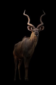 greater kudu stand in the dark with spotlight