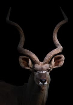 greater kudu stand in the dark with spotlight