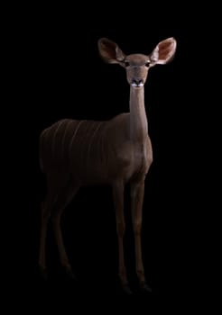 greater kudu stand in the dark with spotlight