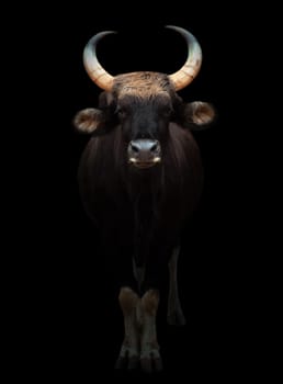 gaur stand in the dark with spotlight