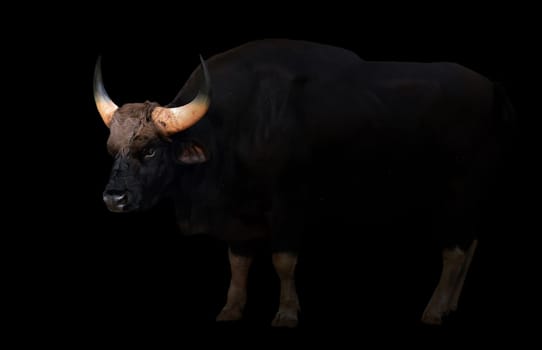 gaur stand in the dark with spotlight