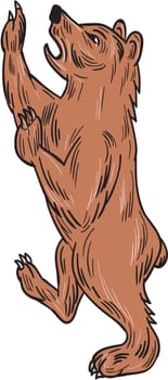 Drawing sketch style illustration of an American black bear,Ursus americanus, a medium-sized bear native to North America prancing viewed from the side set on isolated white background.