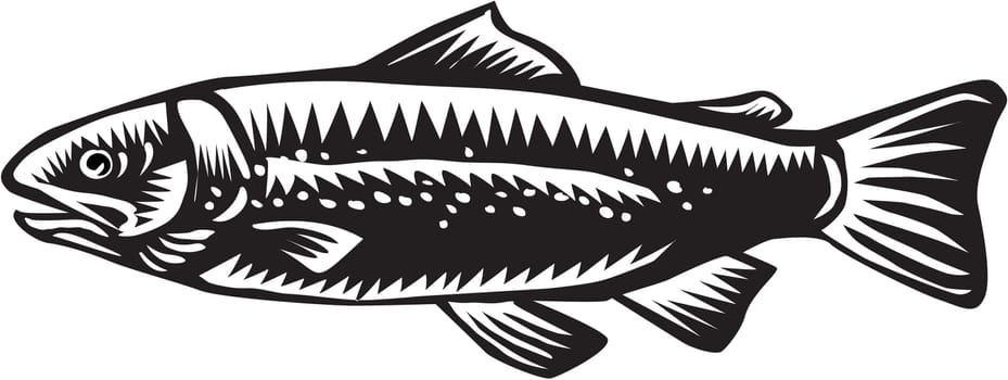 Illustration of a spotted sea trout fish viewed from the side set on isolated white background done in retro woodcut style.
