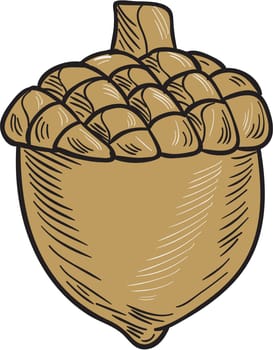 Drawing sketch style illustration of an acorn set on isolated white background.