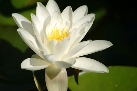 The flowering of a single white water lily on the water surface of a pond.