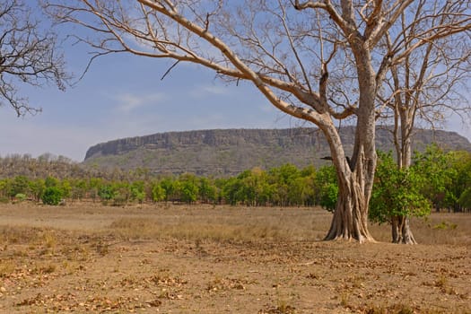Cliffs of the Old Fort in Banhavgarh National Park in India
