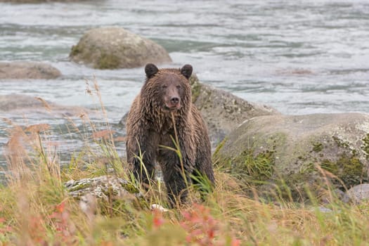 Grizzly Bear Looking at His Prey on the Chilkoot River near Haines, Alaska