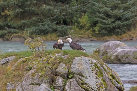 A pair of Bald Eagles on a Rock in the Chilkoot River in Alaska