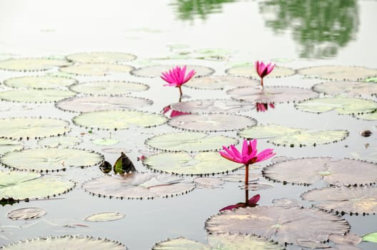 Beautiful red flower of Water Lily or Nymphaea Lotus and its leaves on water surface