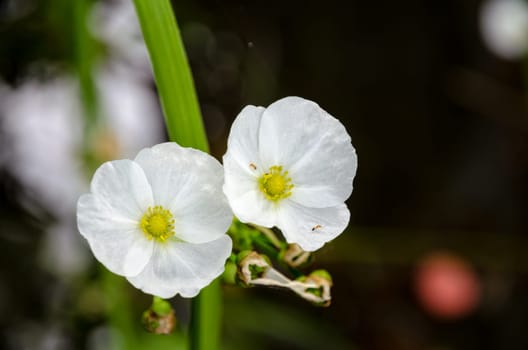 Ant on small white flower of Creeping Burhead or Echinodorus Cordifolius is a aquatic plant