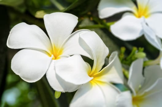 Beautiful group white flower of Plumeria or Frangipani on tree