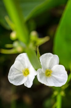 Beautiful small white flower of Creeping Burhead or Echinodorus Cordifolius is a aquatic plant