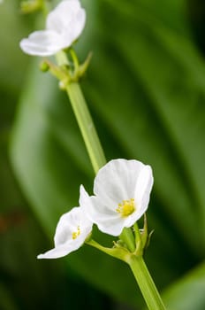Beautiful small white flower of Creeping Burhead or Echinodorus Cordifolius is a aquatic plant