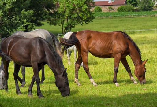 the beautiful horses in a meadow