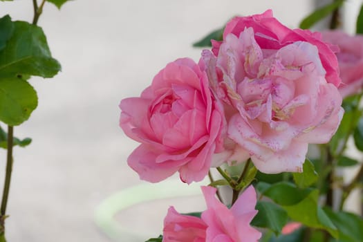 beautiful old roses in garden
