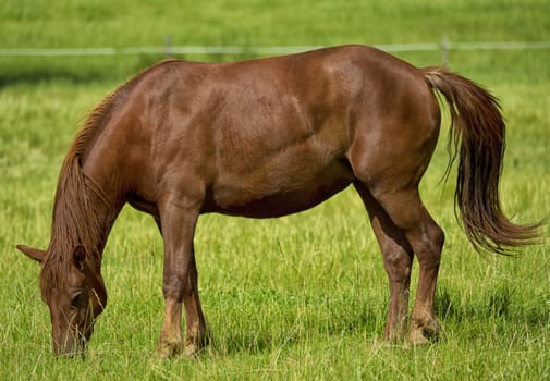a beautiful brown horse in a meadow