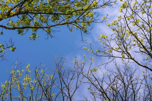 Surrounded by trees,view into the blue sky low angle..