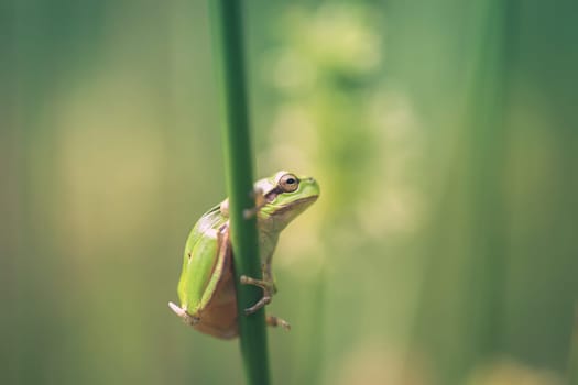 European tree frog on a rush stalk - Macro shot - Side view
