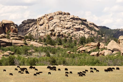 A wild western scene and a large herd of cattle