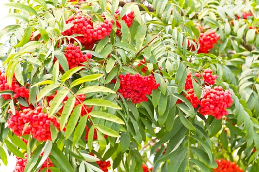 Red ripe rowanberry branch in sunny light