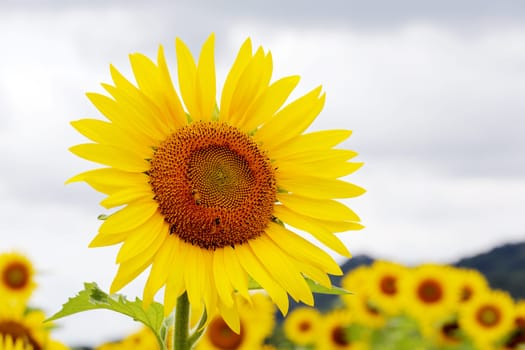 Sunflowers blooming in farm with sky