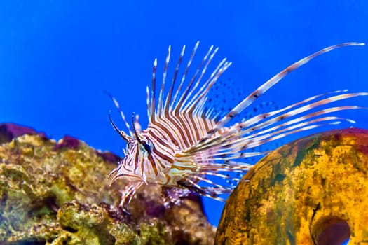Photo of striped pterois volitans in aquarium