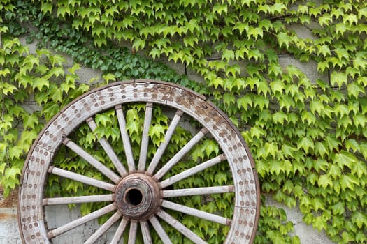 Antique and weathered wood cart wheel with vine green leaves