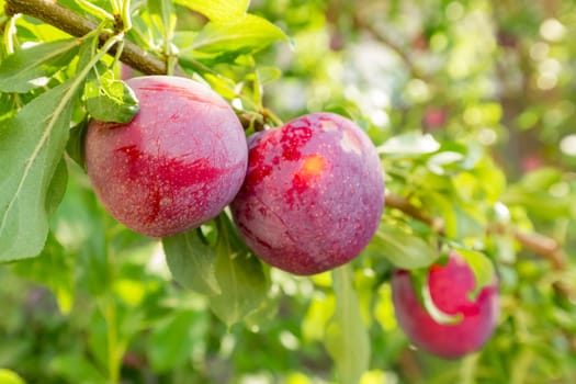 Plum tree with fruits