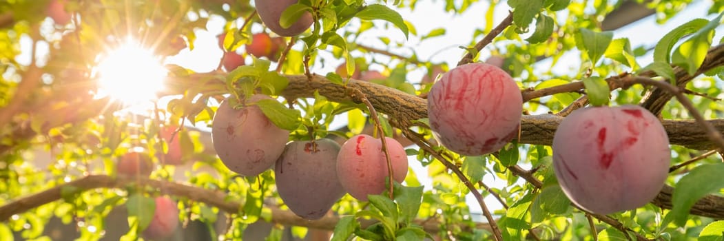 Plum tree with fruits