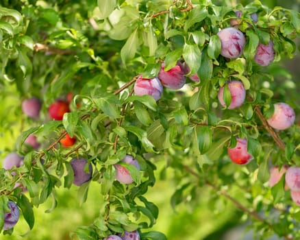 Plum tree with fruits