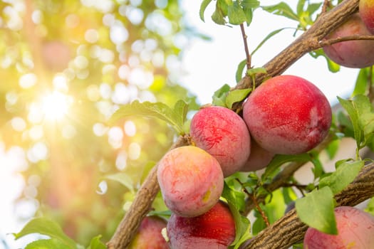 Plum tree with fruits