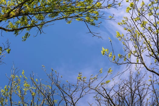 Blue sky shines through the treetops.