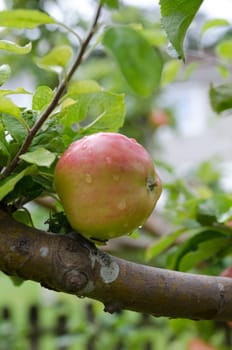 one apple three with fresh apple with som raindrops